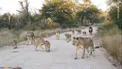 رژه خانوادگی شیرها /عکس