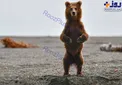 عکسی جالب از ایستادن یک خرس!