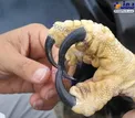 اندازه‌‌ی پای عقاب+عکس