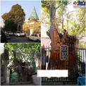 کهنسال ترین موجود زنده تهران !+عکس