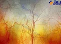 عکسی جالب از رگهای خونی چشم