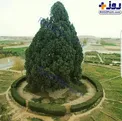 سرو ۴۵۰۰ ساله؛ قدیمی ترین موجود ز‌نده ایران + عکس