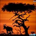 درختی که منبع تغذیه چند نسل حیوان است + عکس