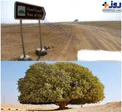 عکس/ درخت زندگی در یک صحرای بی آب و علف