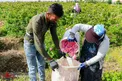 عکس/ فصل برداشت گل محمدی