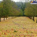 تصویری از یک باغ سیب، بعد از طوفان!