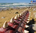 لاشه نهنگ عنبر و دندان هایش! +عکس