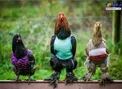 کار عجیب یک مزرعه دار برای گرم نگه داشتن مرغ و خروس‌هایش/عکس