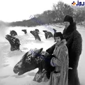 عکس/ صحنه‌ای وحشتناک از اسب‌هایی که منجمد شدند!