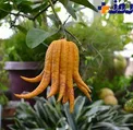 دست بودا میوه ی شگفت انگیز+عکس