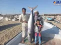 عکس/ صید شیر ماهی ۴۰ کیلویی در جاسک