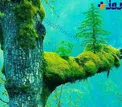 تصویری جالب از روییدن یک درخت بر روی درختی دیگر