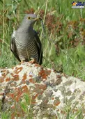 پرنده ای که به انگل معروف است!+عکس