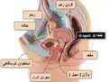 نقطه G در زنان و تاثیر آن برلذت روابط زناشویی