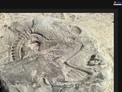 عکس/فسیل پری دریایی!