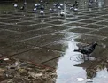 هواشناسی: بارش شدید باران در ۸ استان کشور