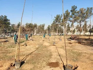 قطع و جایگزینی ۳۵ هزار اصله درخت در پارک سرخه حصار