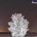 عکس جالب از یک درخت کریستالی!