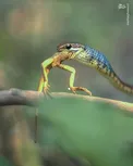 عکس/ ماری که قورباغه را بلعید