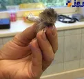 آتل‌ بندی بازوی شکسته همستر کوچک! +عکس