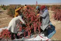آغاز فصل برداشت زرشک در خراسان جنوبی+عکس