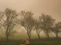 هواشناسی: ادامه وزش بادهای ۱۲۰ روزه در سیستان و بلوچستان/ بارندگی در استانهای ساحلی خزر