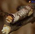 حشره عجيب كه مانند چوب است +عكس