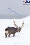 عکسی عجیب از گوزنی که سر هم نوعش را حمل می کند!