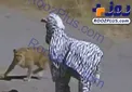عاقبت رفتن به قلمروی حیوانات با لباس گورخر+عکس