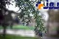 هواشناسی از ورود موج بارشی به کشور خبر داد