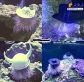 خارپشت‌های دریایی کلاه به سر+عکس