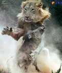 عکس/ لحظه درگیری گراز وحشی با شیر