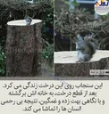 واکنش یک سنجاب به تخریب خانه اش توسط انسان ها+عکس