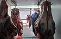 توزیع گوشت تازه گوسفندی ۳۳ هزار تومانی در تعطیلات نوروز