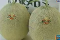 خربزه پادشاه یوباری،گرانترین غذای جهان+عکس
