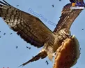 عقابی که عاشق عسل است+عکس