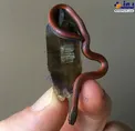 عکس/ کوچکترین مار جهان!