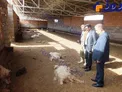 حمله گرگ گرسنه به یک آغل+عکس