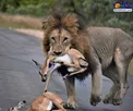 عکس/ آهو بره نالان در دهان شیر