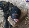 تولد بره عجیب الخلقه +عکس